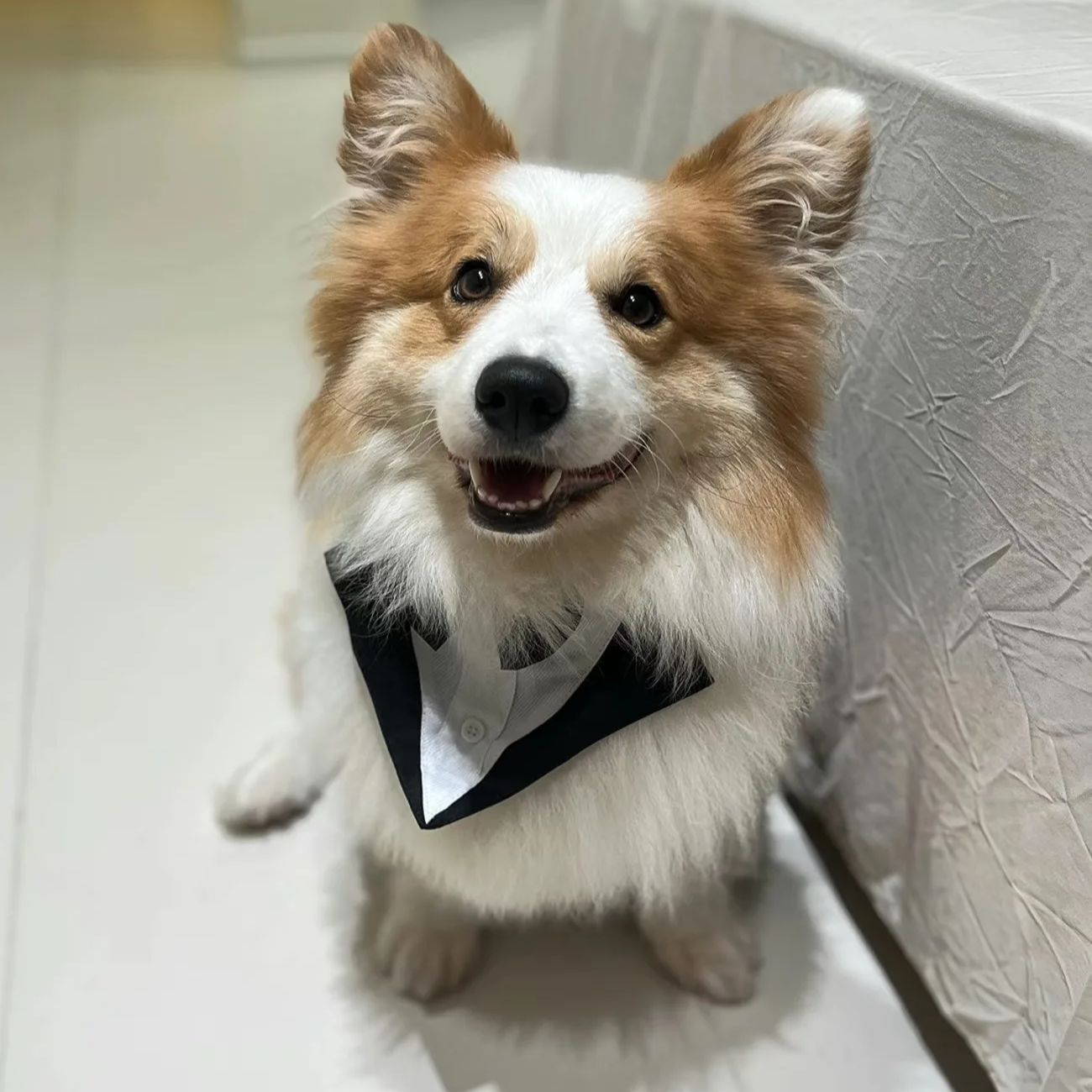 Suit Supply Wedding Party - ملابس للكلاب الأليفة، بدلة رسمية أنيقة